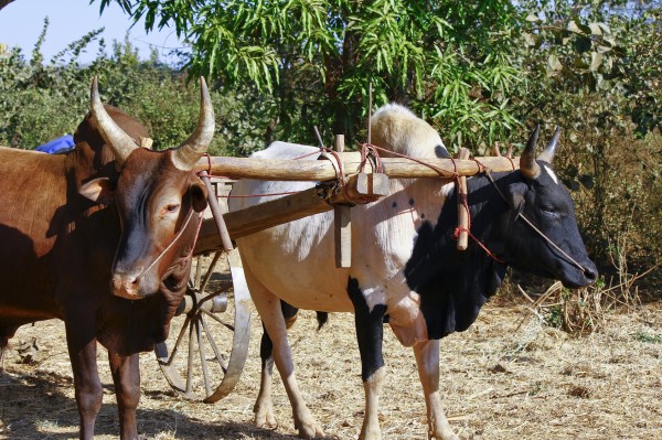 Pair of oxen in a wooden yoke for pulling cart in Africa